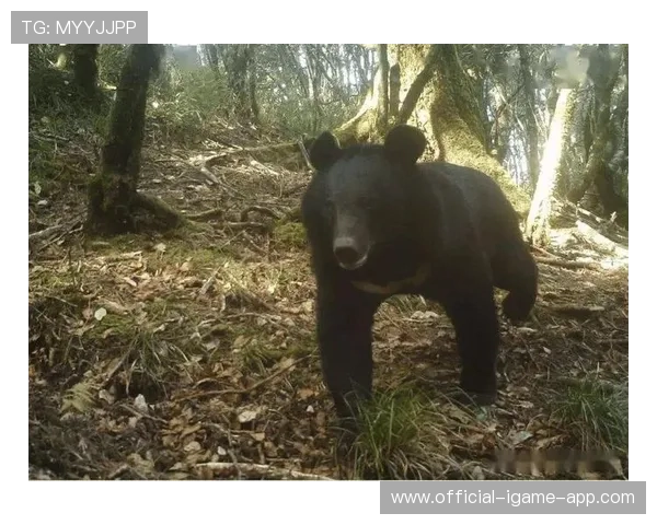 黑熊城市袭击,女子遇难令人痛惜,黑熊袭击村民视频 黑熊城市袭击,女子遇难令人痛惜,黑熊袭击村民视频